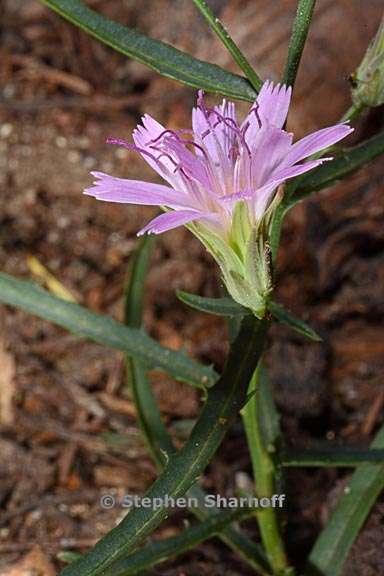 stephanomeria lactucina 6 graphic